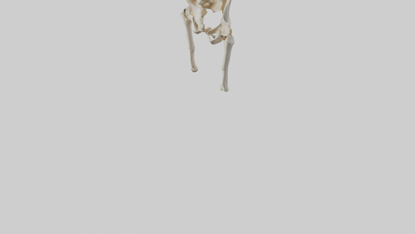 3D model Human Hip Skeleton model VR / AR / low-poly