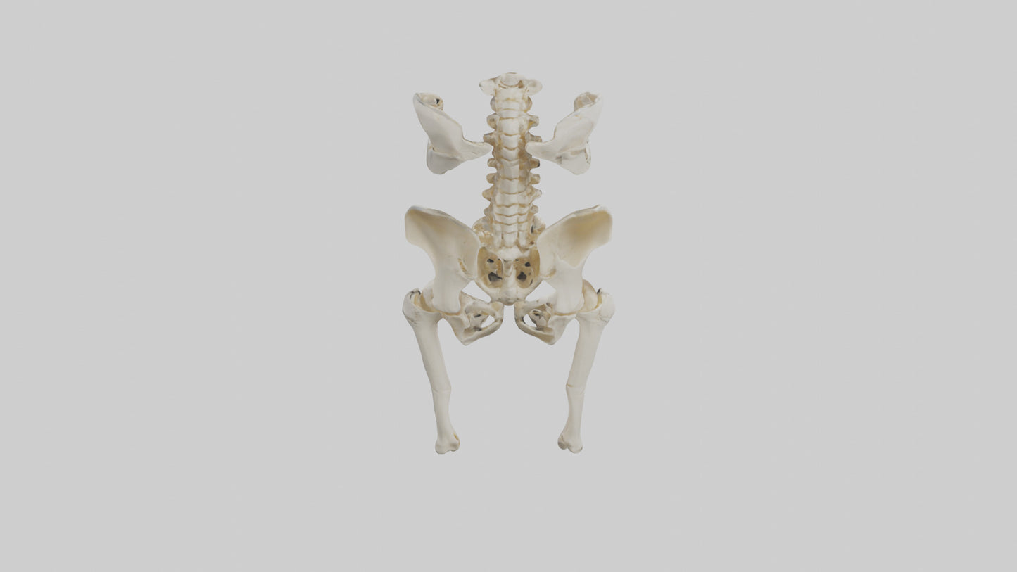 3D model Human Hip Skeleton model VR / AR / low-poly