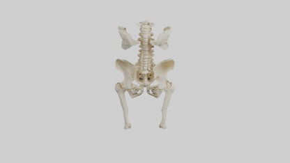 3D model Human Hip Skeleton model VR / AR / low-poly