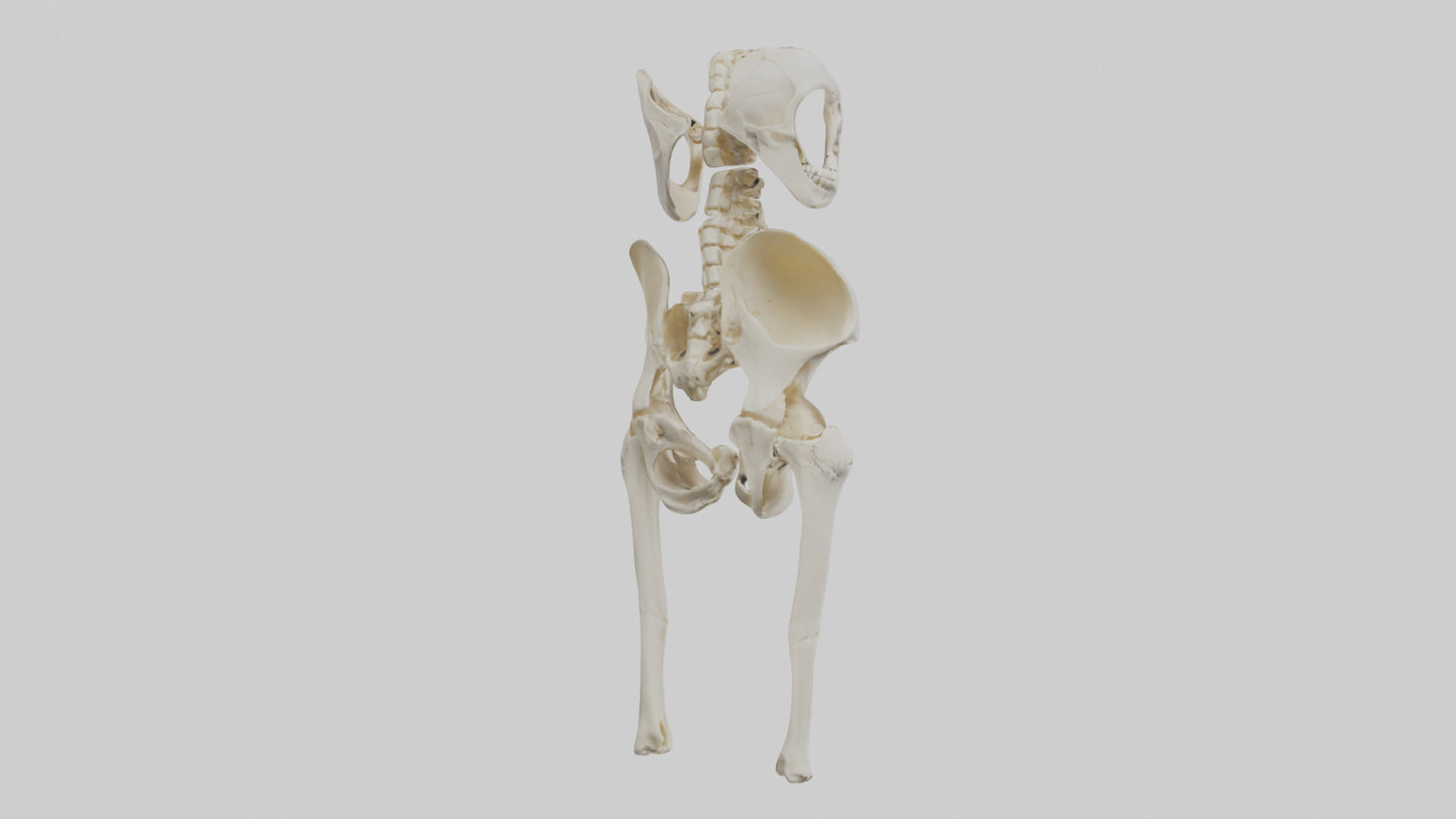 3D model Human Hip Skeleton model VR / AR / low-poly