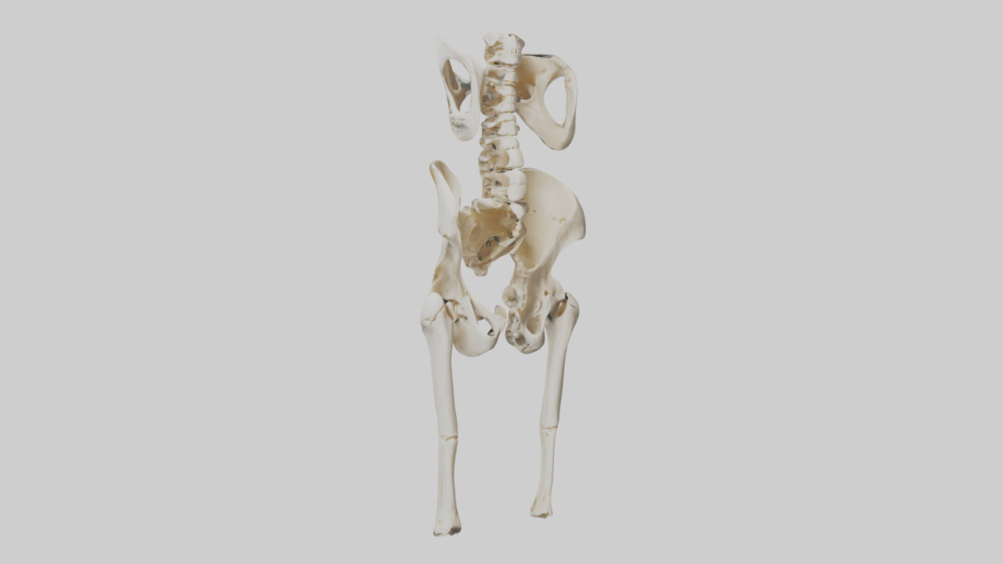 3D model Human Hip Skeleton model VR / AR / low-poly