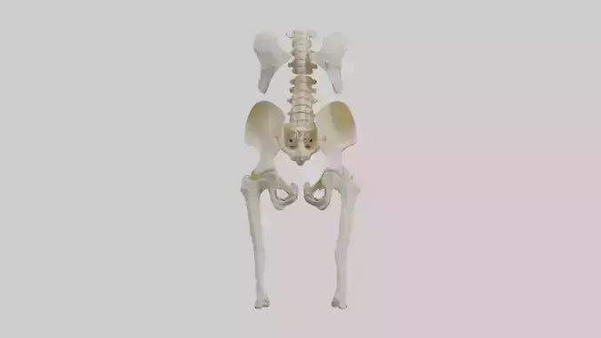 3D model Human Hip Skeleton model VR / AR / low-poly