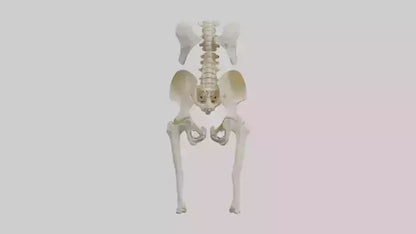 3D model Human Hip Skeleton model VR / AR / low-poly