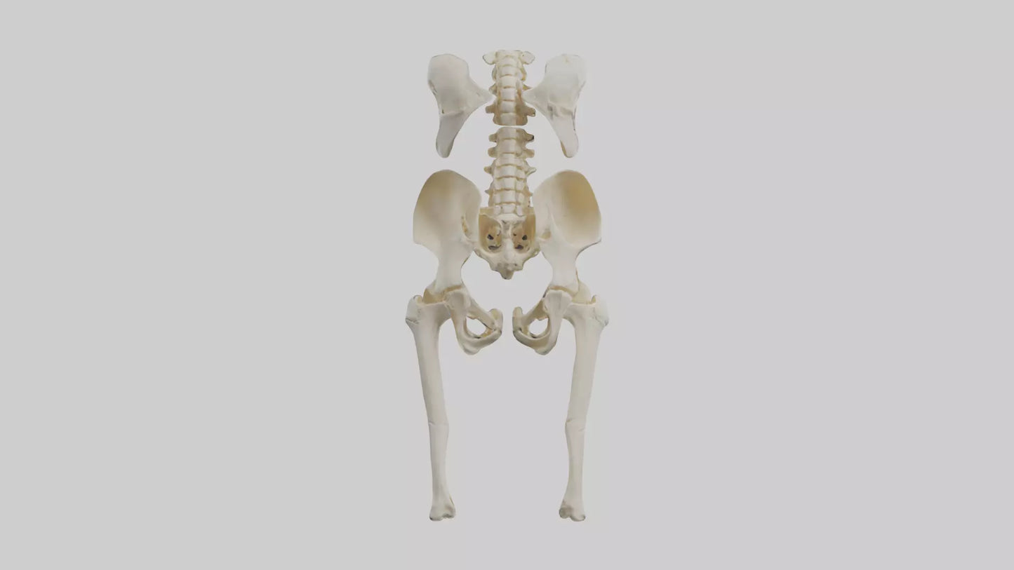 3D model Human Hip Skeleton model VR / AR / low-poly