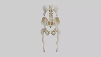 3D model Human Hip Skeleton model VR / AR / low-poly