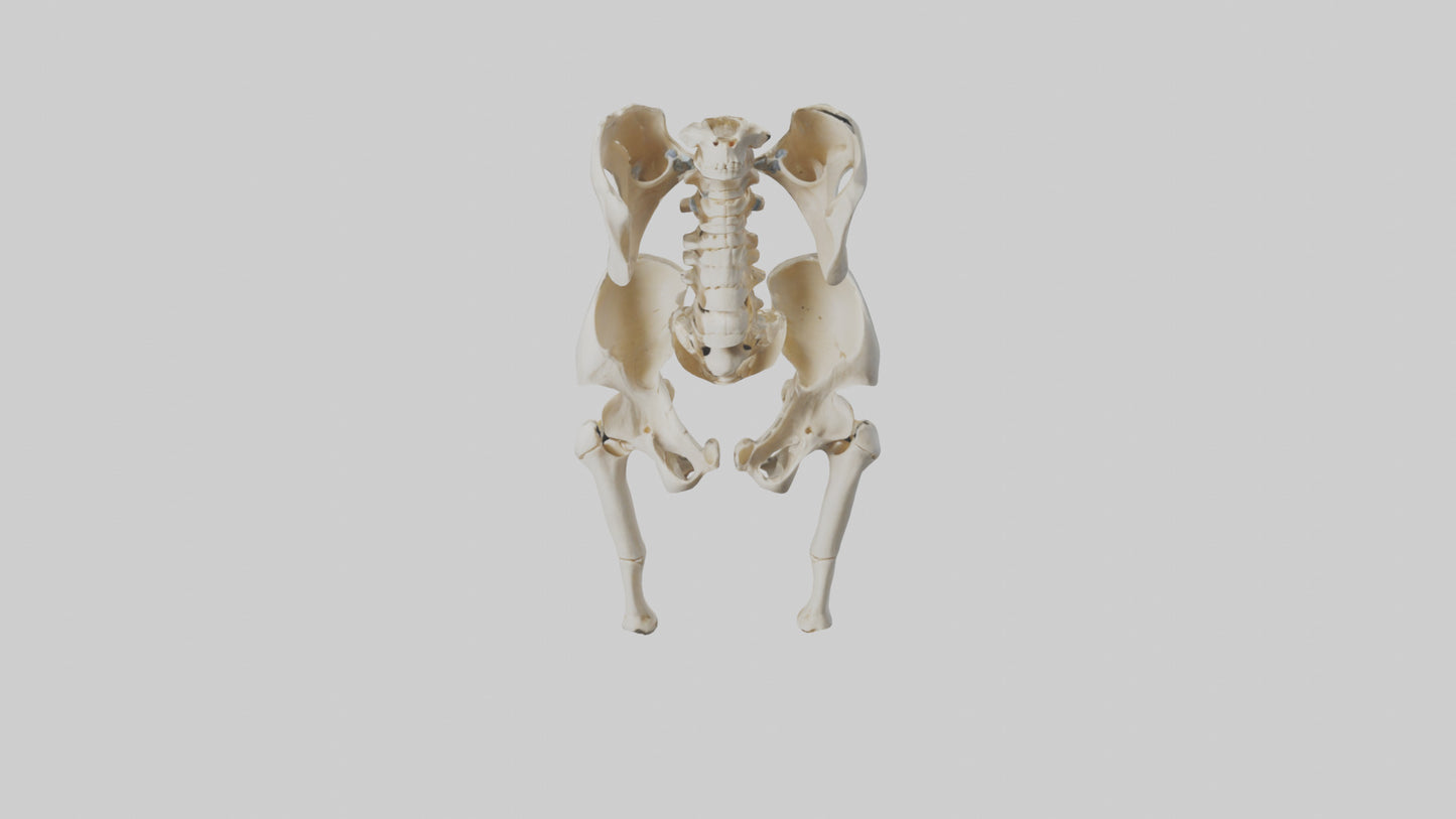 3D model Human Hip Skeleton model VR / AR / low-poly
