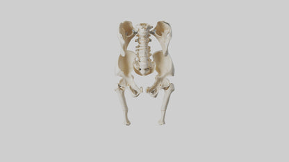 3D model Human Hip Skeleton model VR / AR / low-poly