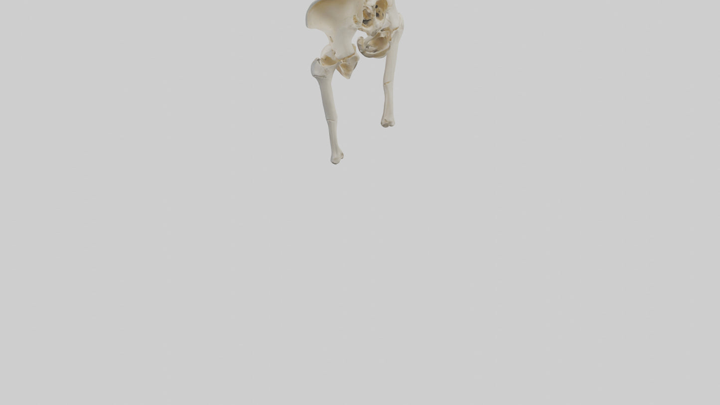 3D model Human Hip Skeleton model VR / AR / low-poly