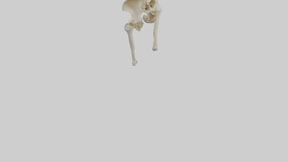 3D model Human Hip Skeleton model VR / AR / low-poly