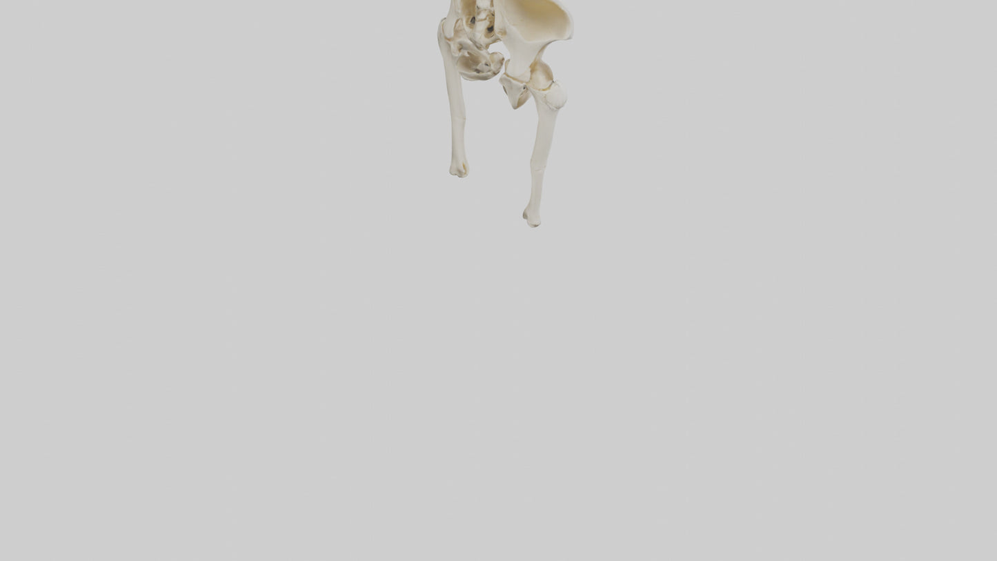 3D model Human Hip Skeleton model VR / AR / low-poly