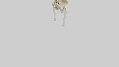 3D model Human Hip Skeleton model VR / AR / low-poly