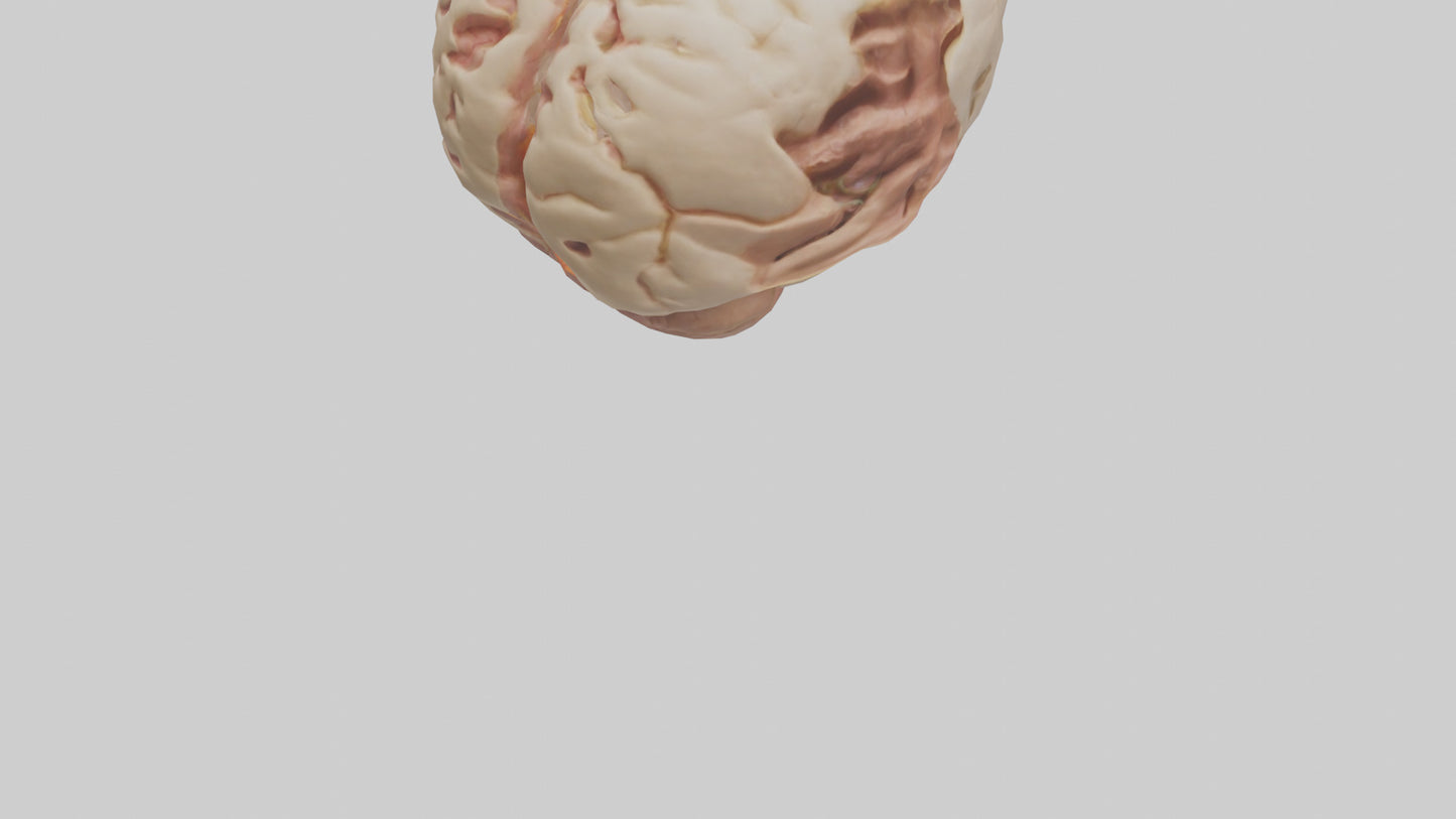 3D model Human Hypothalamus Model VR / AR / low-poly