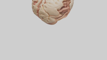 3D model Human Hypothalamus Model VR / AR / low-poly