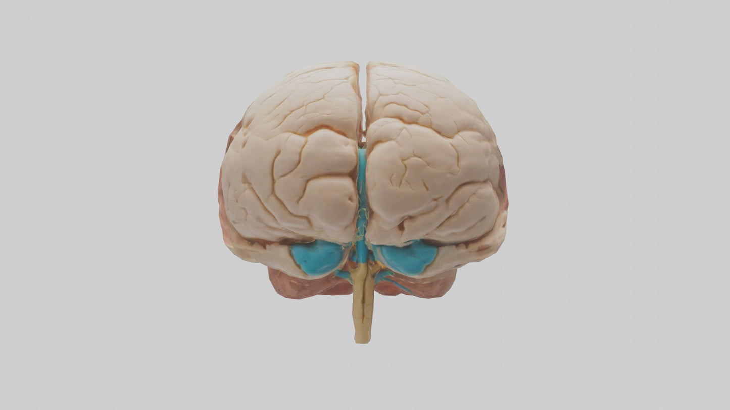 3D model Human Hypothalamus Model VR / AR / low-poly