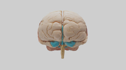 3D model Human Hypothalamus Model VR / AR / low-poly