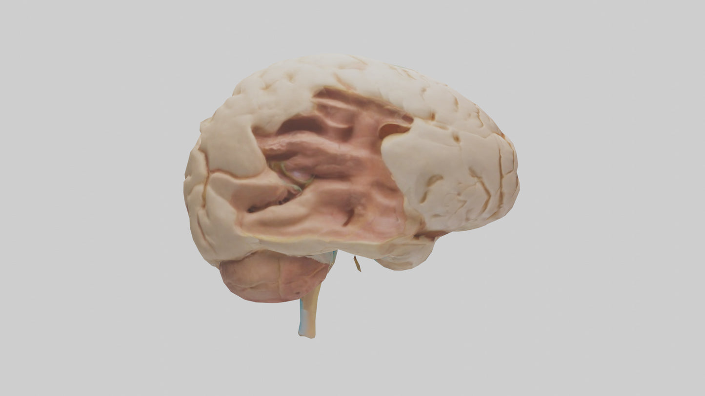 3D model Human Hypothalamus Model VR / AR / low-poly