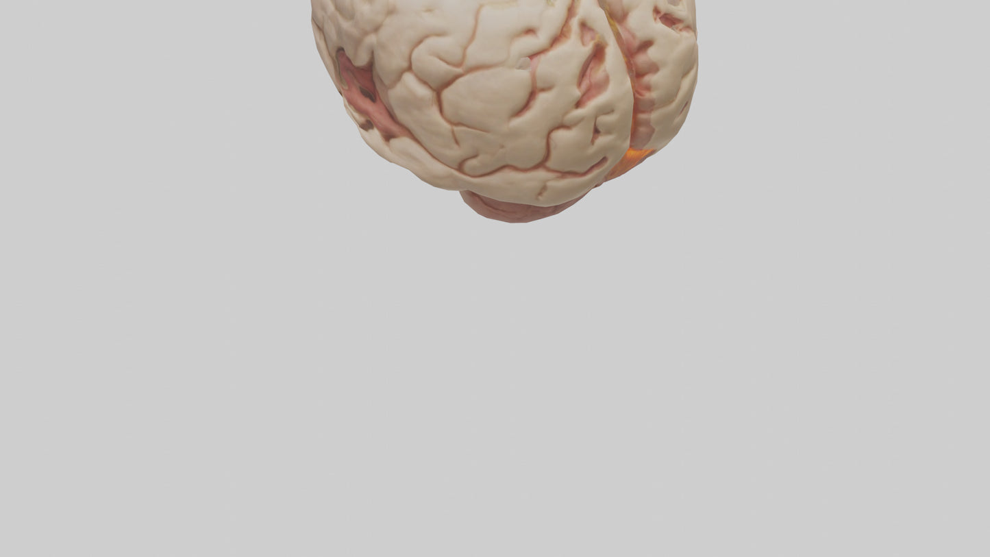 3D model Human Hypothalamus Model VR / AR / low-poly