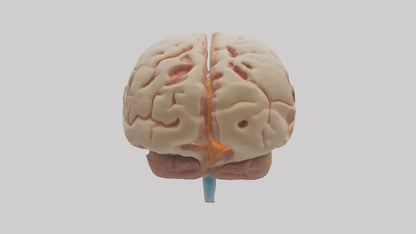 3D model Human Hypothalamus Model VR / AR / low-poly