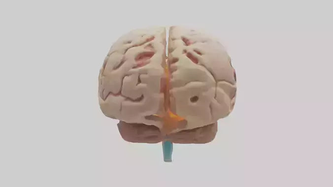 3D model Human Hypothalamus Model VR / AR / low-poly