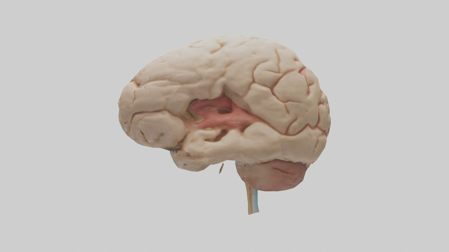 3D model Human Hypothalamus Model VR / AR / low-poly