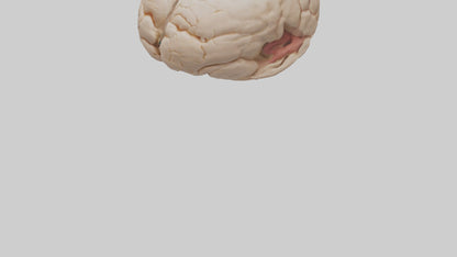 3D model Human Hypothalamus Model VR / AR / low-poly
