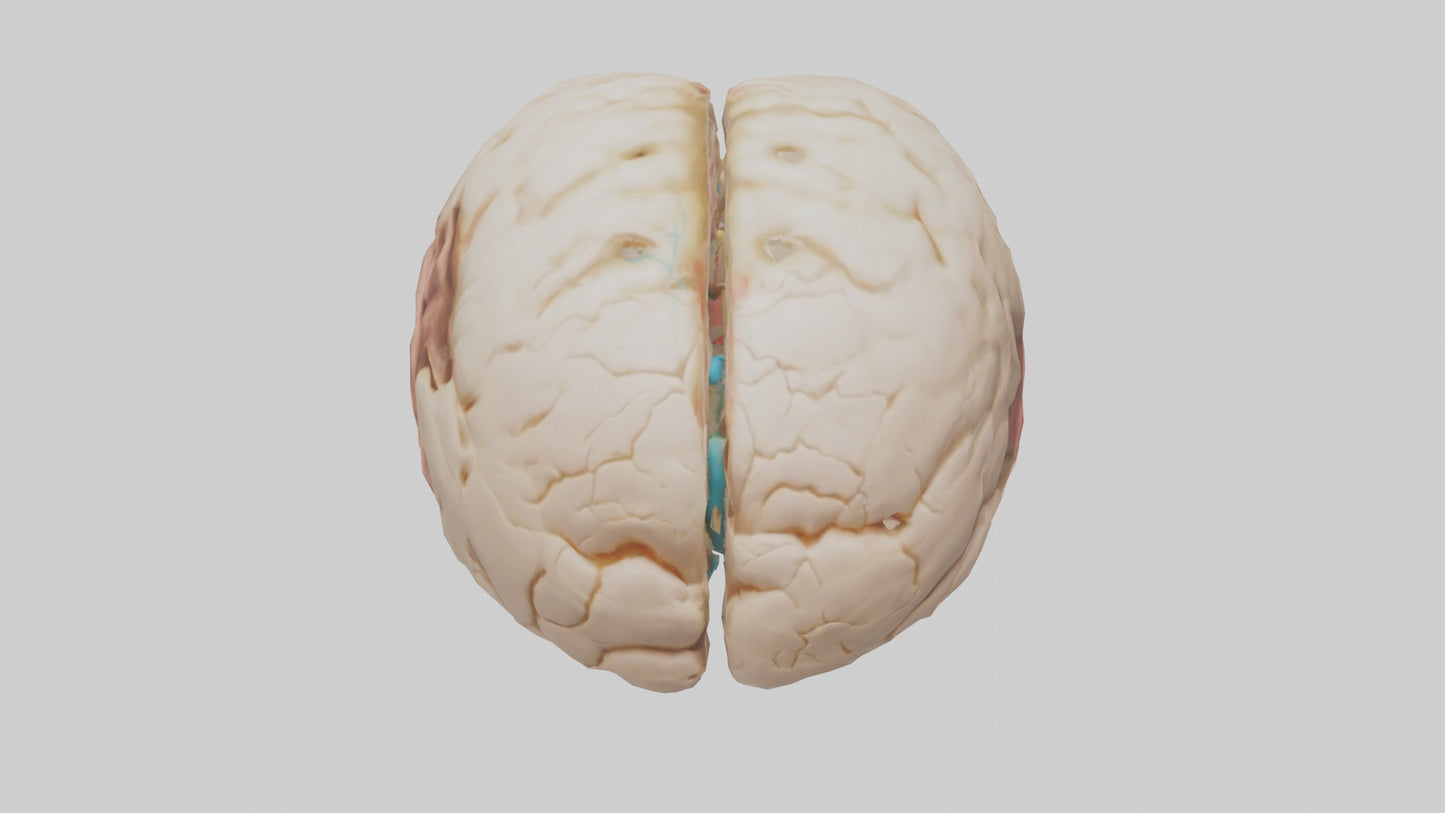 3D model Human Hypothalamus Model VR / AR / low-poly