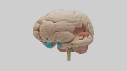 3D model Human Hypothalamus Model VR / AR / low-poly