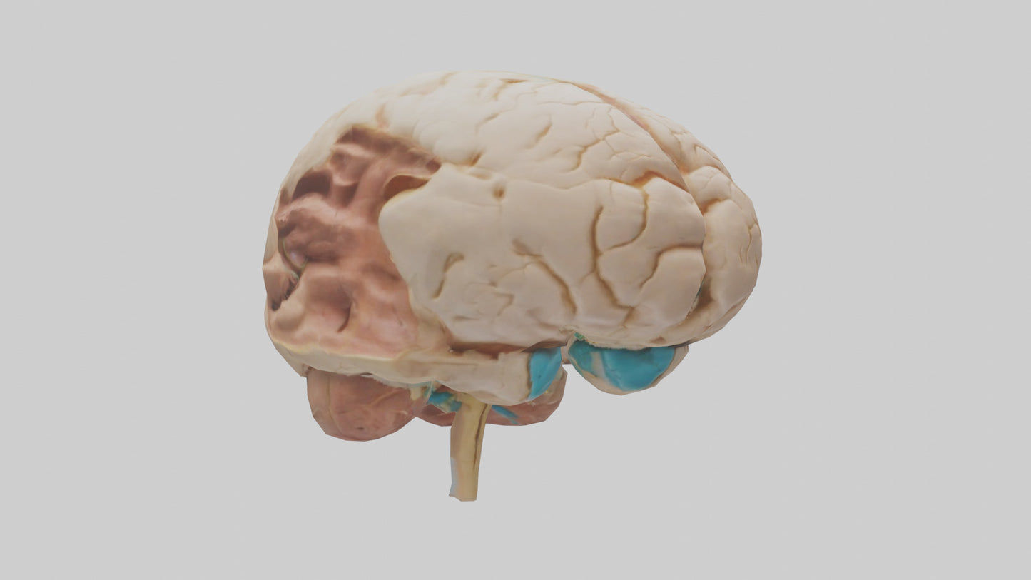 3D model Human Hypothalamus Model VR / AR / low-poly