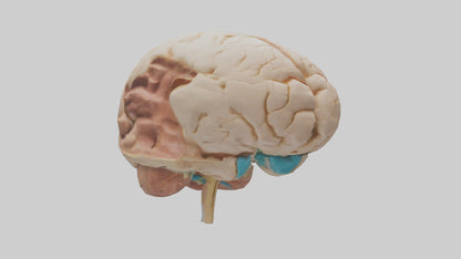 3D model Human Hypothalamus Model VR / AR / low-poly