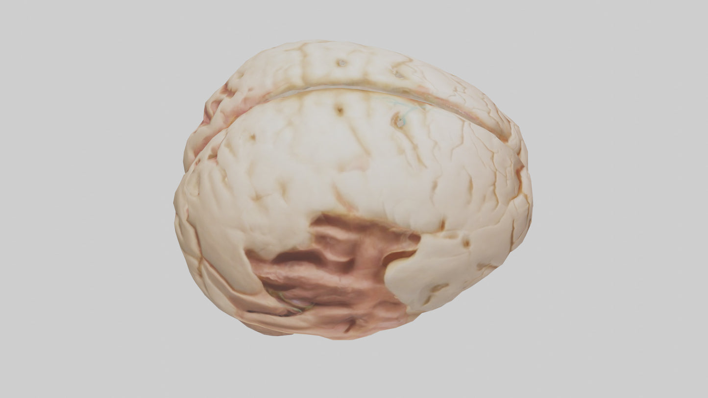 3D model Human Hypothalamus Model VR / AR / low-poly