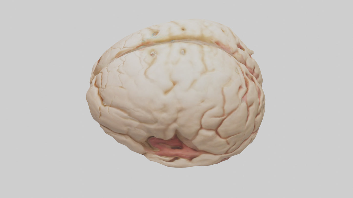 3D model Human Hypothalamus Model VR / AR / low-poly