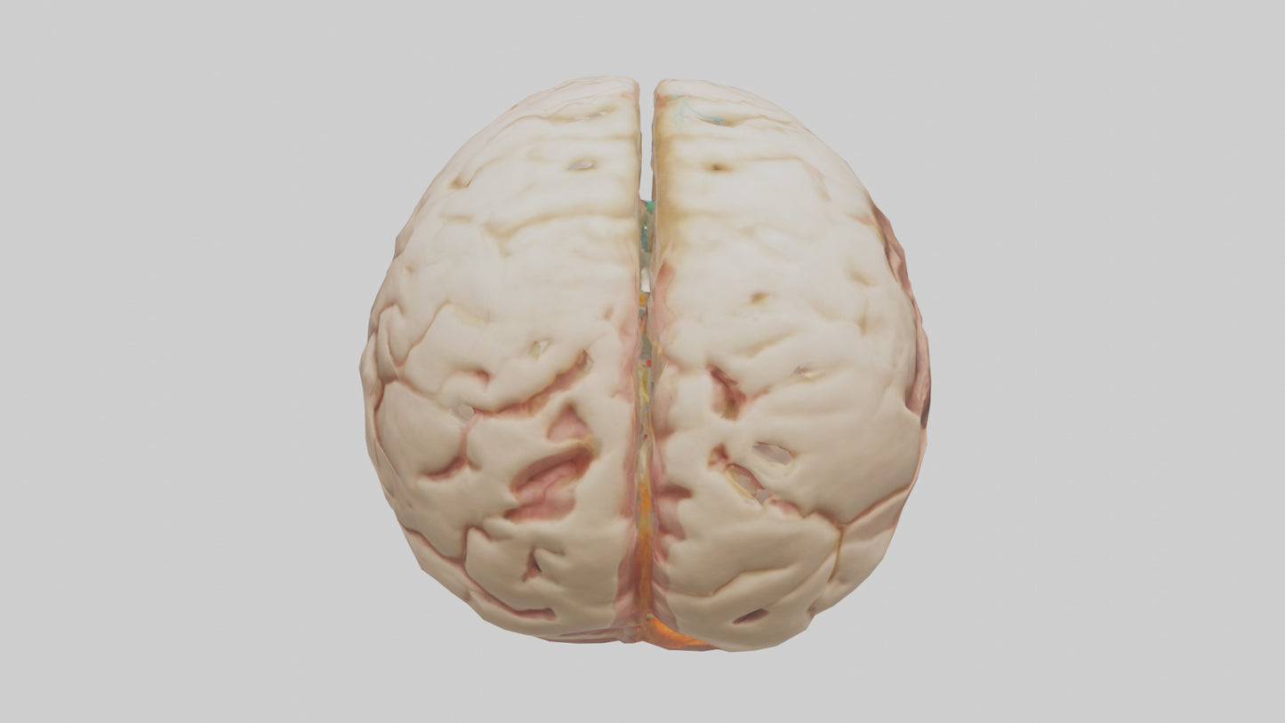 3D model Human Hypothalamus Model VR / AR / low-poly