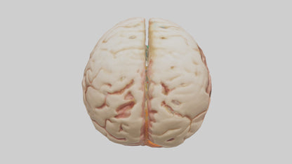 3D model Human Hypothalamus Model VR / AR / low-poly