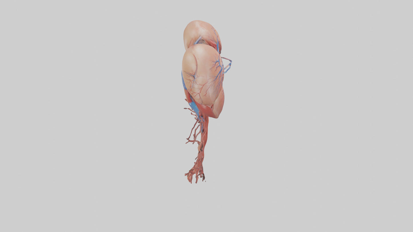 3D model Human Inferior Vena Cava Model VR / AR / low-poly