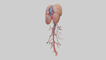 3D model Human Inferior Vena Cava Model VR / AR / low-poly