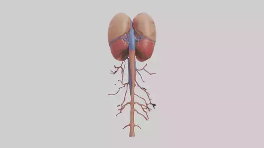 3D model Human Inferior Vena Cava Model VR / AR / low-poly