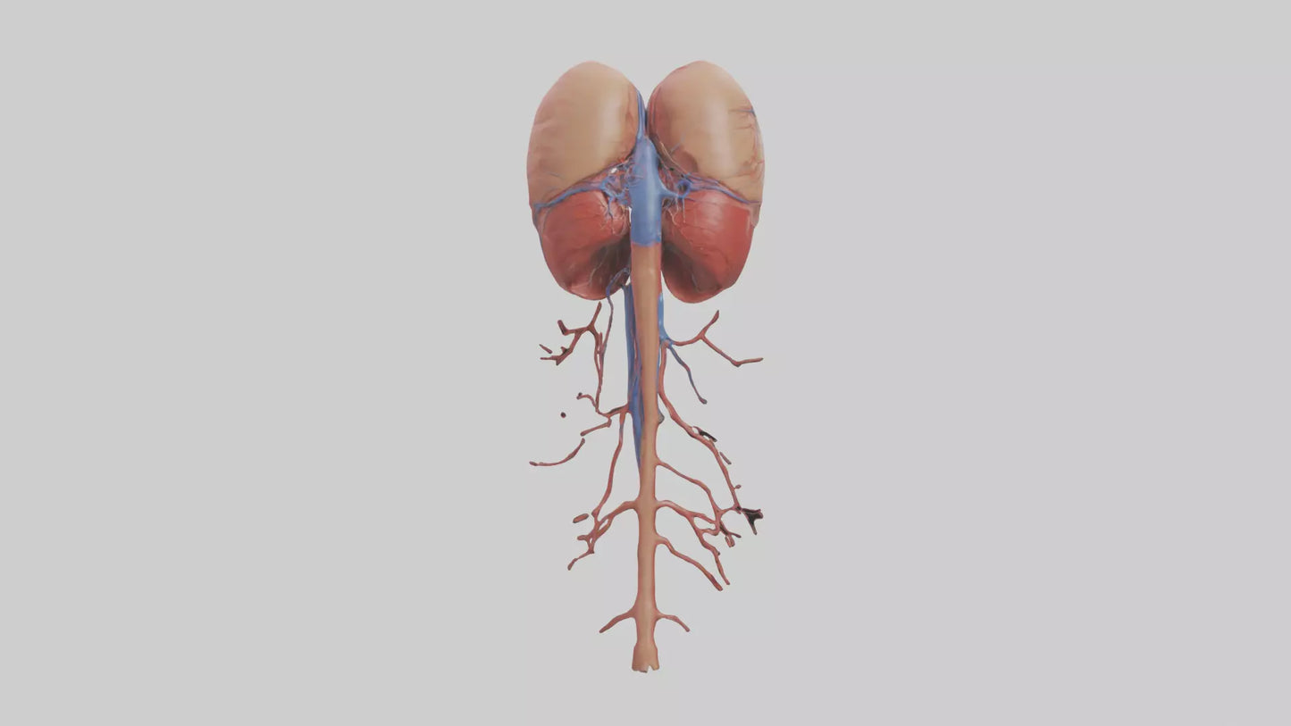 3D model Human Inferior Vena Cava Model VR / AR / low-poly