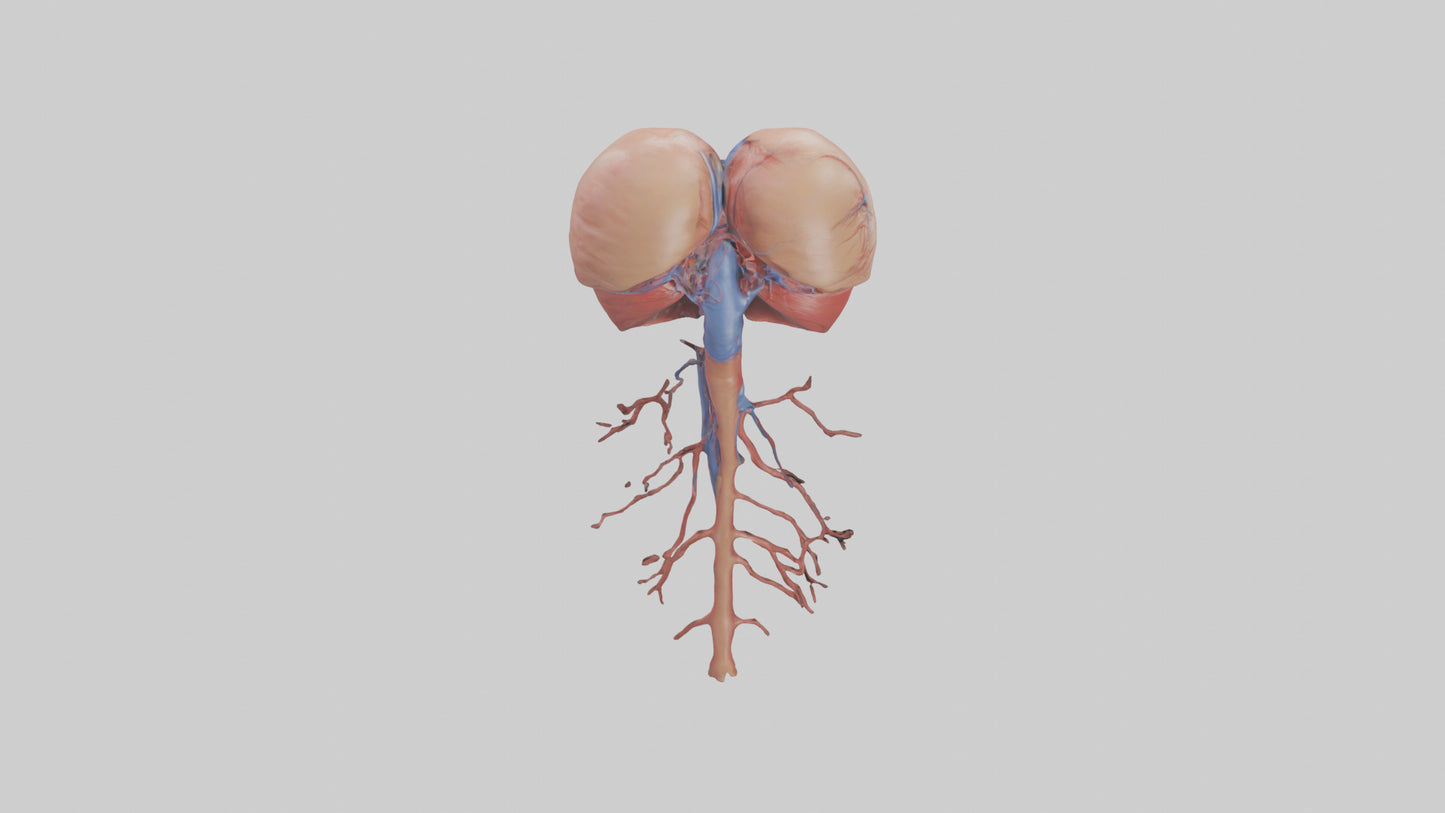 3D model Human Inferior Vena Cava Model VR / AR / low-poly