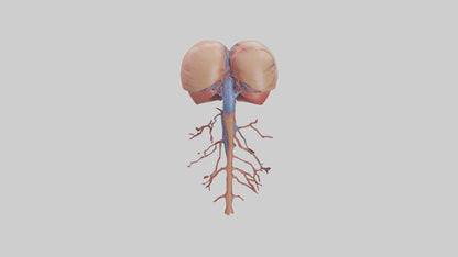 3D model Human Inferior Vena Cava Model VR / AR / low-poly