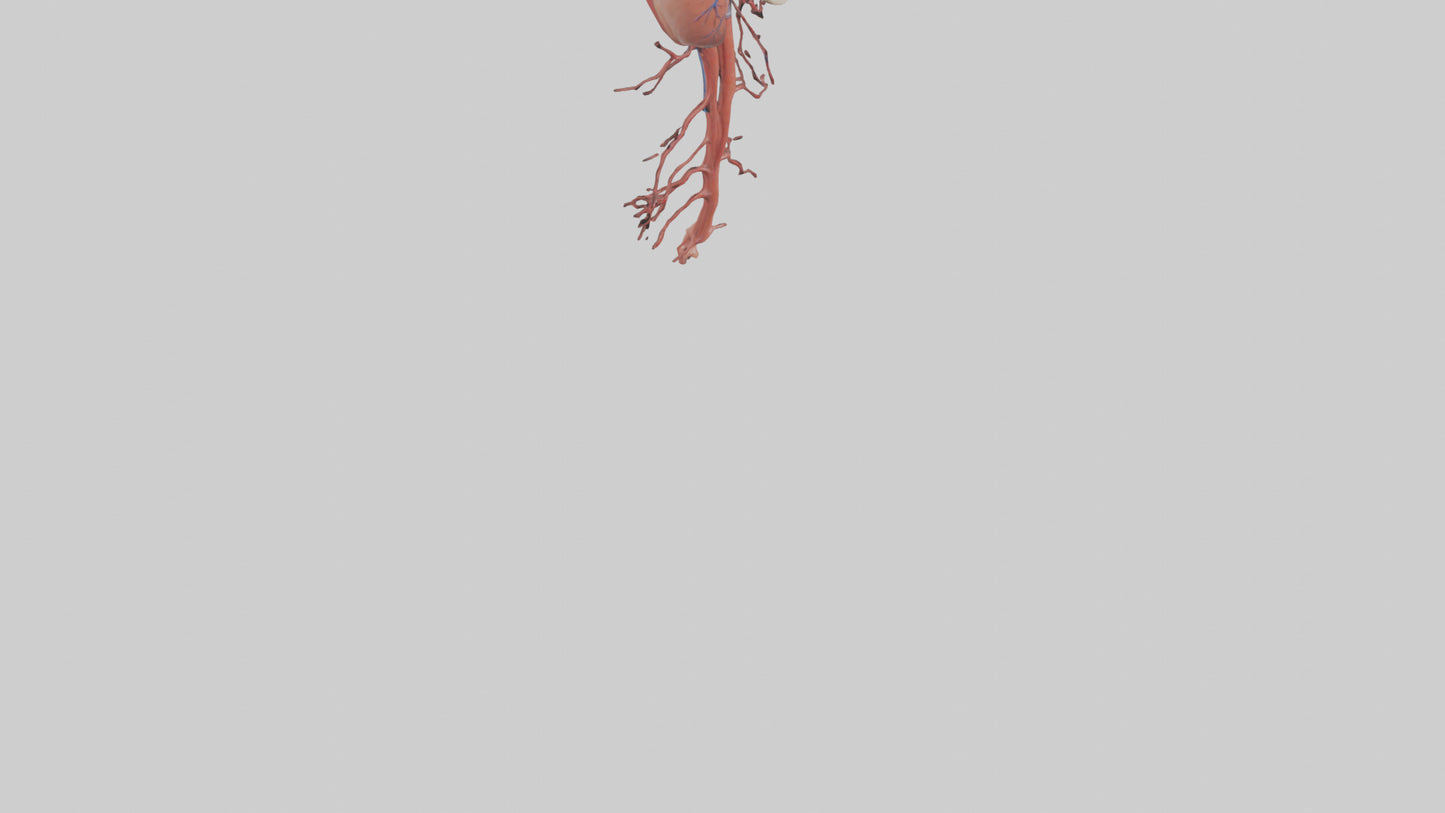 3D model Human Inferior Vena Cava Model VR / AR / low-poly