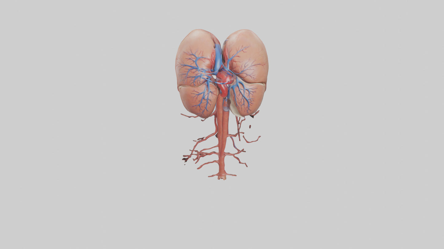 3D model Human Inferior Vena Cava Model VR / AR / low-poly