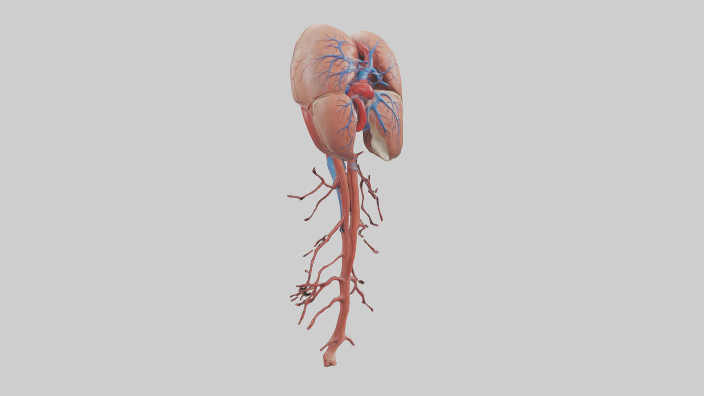 3D model Human Inferior Vena Cava Model VR / AR / low-poly
