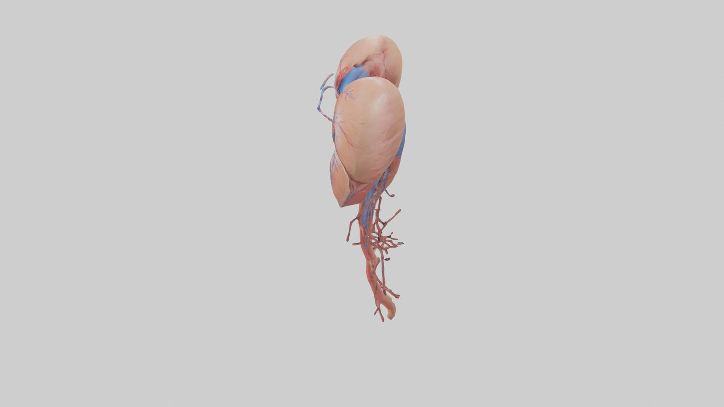 3D model Human Inferior Vena Cava Model VR / AR / low-poly