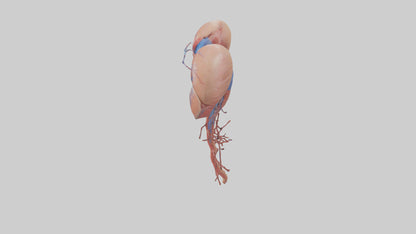 3D model Human Inferior Vena Cava Model VR / AR / low-poly