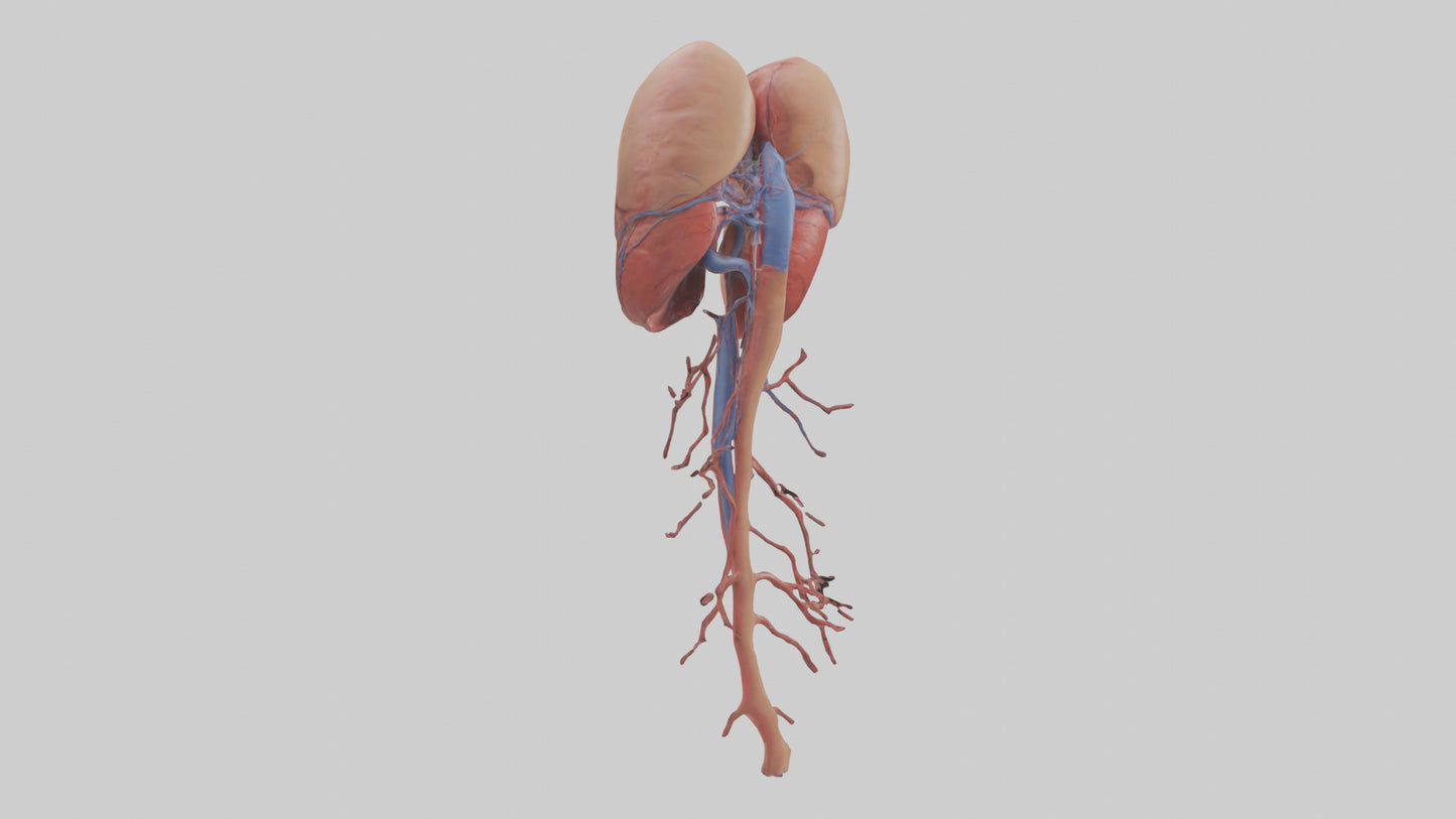 3D model Human Inferior Vena Cava Model VR / AR / low-poly