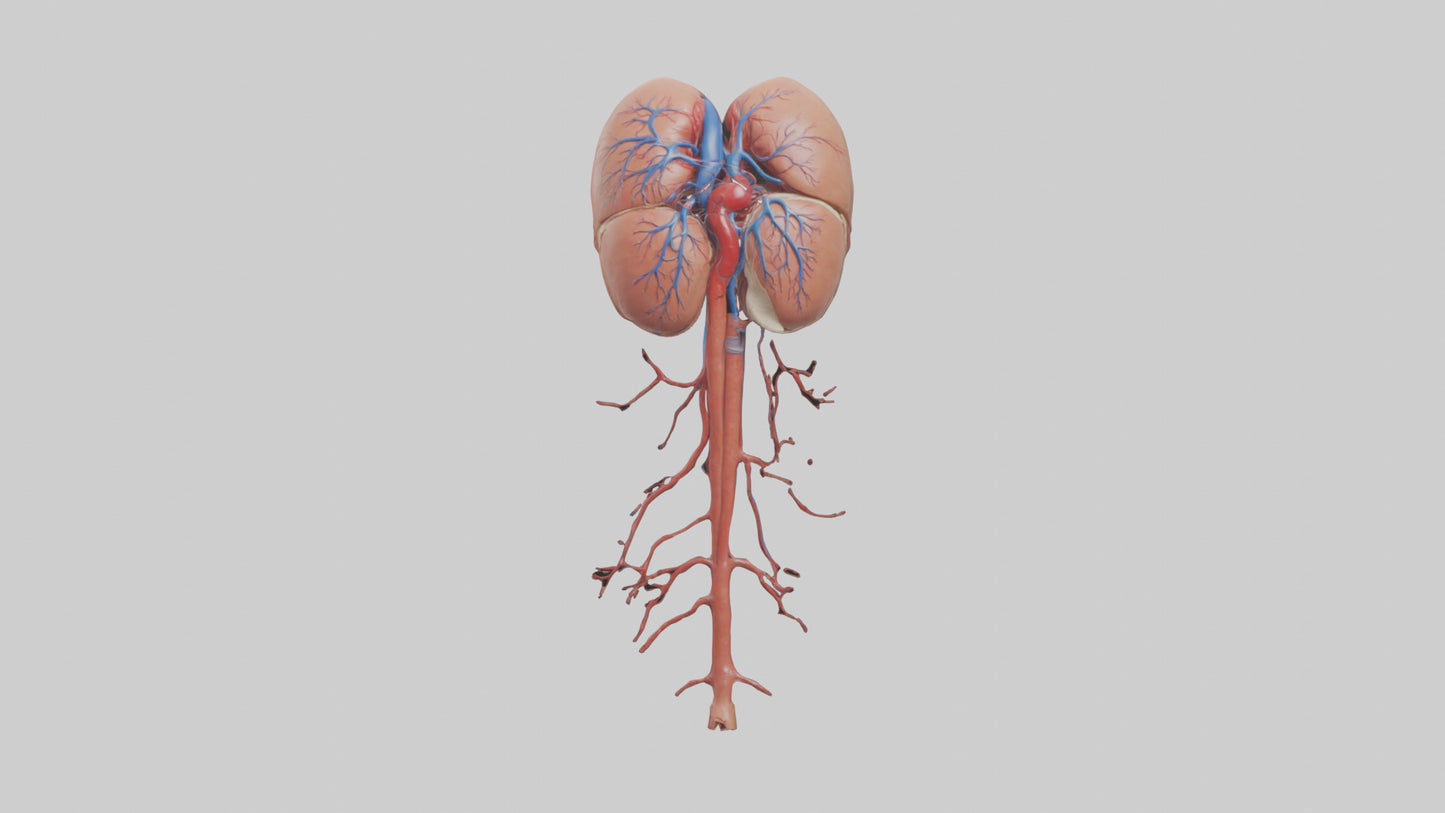 3D model Human Inferior Vena Cava Model VR / AR / low-poly