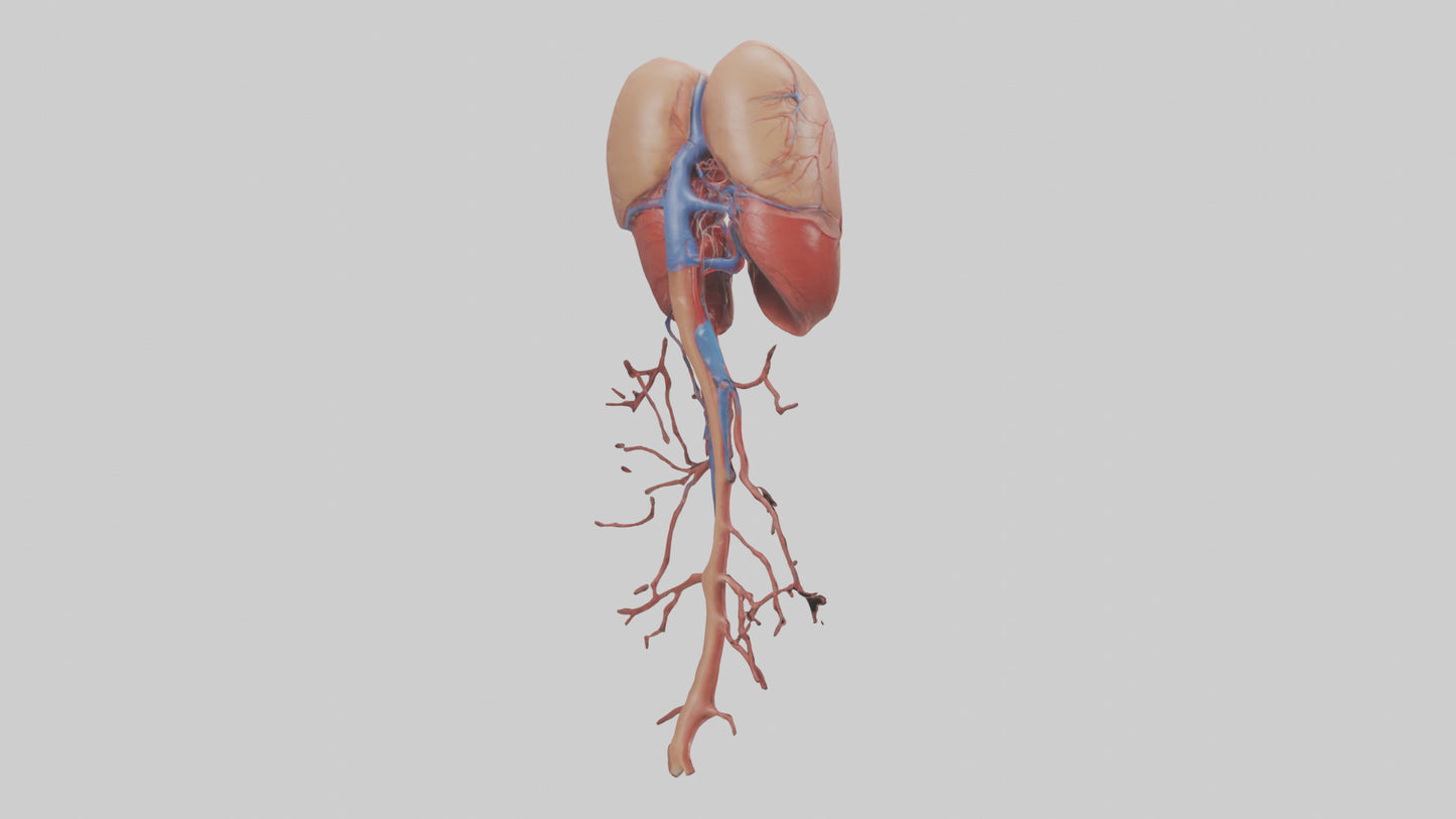 3D model Human Inferior Vena Cava Model VR / AR / low-poly