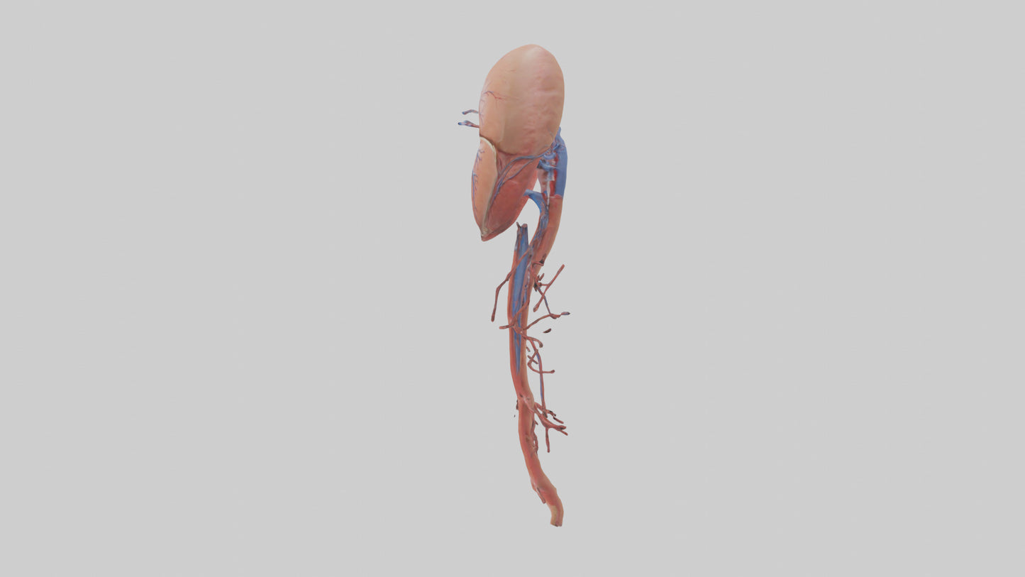 3D model Human Inferior Vena Cava Model VR / AR / low-poly