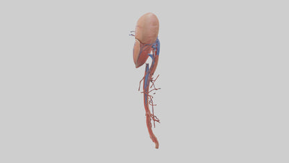 3D model Human Inferior Vena Cava Model VR / AR / low-poly