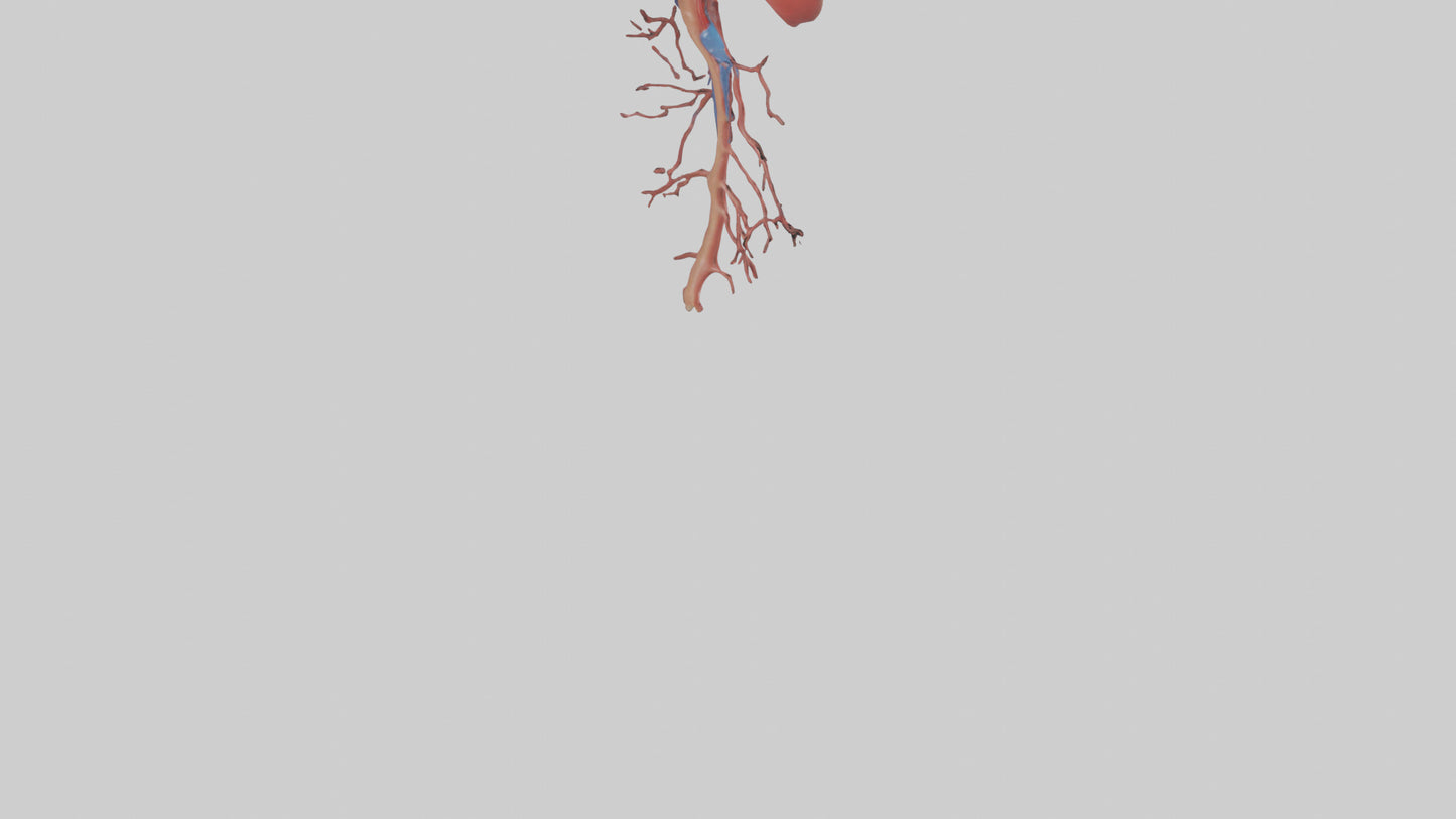 3D model Human Inferior Vena Cava Model VR / AR / low-poly